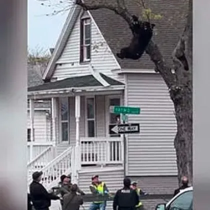 Висяща четири часа: спасиха мечка, покатерена на дърво ВИДЕО