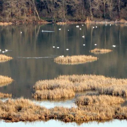 Обявена е нова защитена територия край река Студена