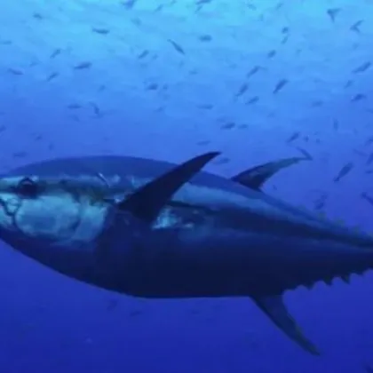 Световен рекорд! Продадоха риба тон за над 3 млн. долара