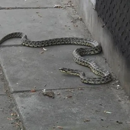 Дълга змия се поразходи на тротоар в Бургас