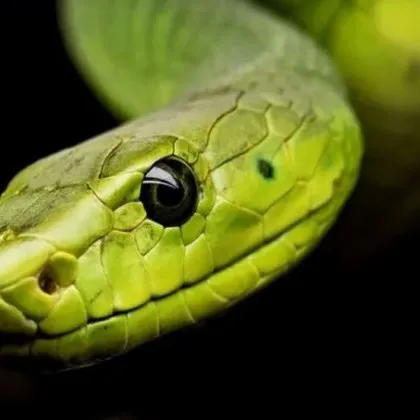 Извадиха огромна змия, вмъкнала се в кола