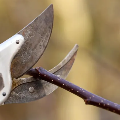 Учени откриха: Растенията издават звуци, когато са в беда