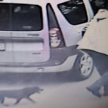 Жестокост във Великотърновско: Изхвърлиха кученца от служебна кола СНИМКИ