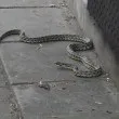 Дълга змия се поразходи на тротоар в Бургас