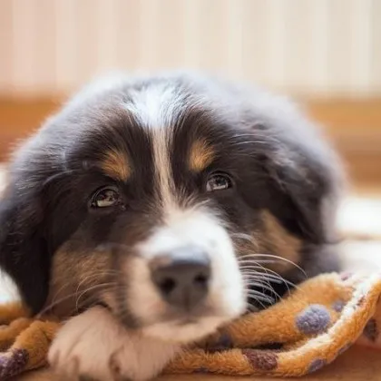 Експерт разкри: кога кучето наистина се чувства спокойно и защитено