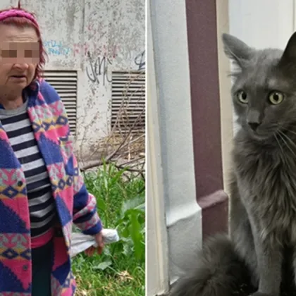 Драма в Русе: Стопанка на изчезнало коте обвини жена в системно премахване на обявите ѝ СНИМКИ
