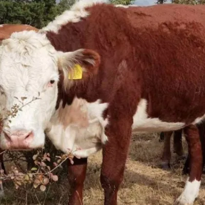 Огнище на бруцелоза по говедата в Симитли, започва санитарно клане