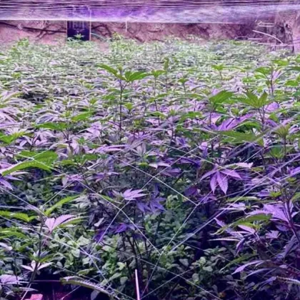 Разкриха огромна наркооранжерия в бивша мина край Кюстендил СНИМКИ