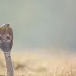Шоу със змии коства живота на турист