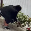 Дама си изкорени букет цветя от чужда градинка за Гергьовден ВИДЕО
