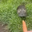 Малко същество изплува от Марица в Пловдив и си похапна морков. Какво е нутрия? ВИДЕО