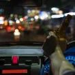 Заловиха пиян шофьор с отнета книжка зад волана на камион в Пазарджишко