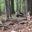 &bdquo;И к&rsquo;во&hellip; изяде ли ви?": Мечка край хижа &bdquo;Рай" разпали Facebook, а турист напомни нещо важно