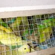 Откриха бус, натъпкан със стотици редки птици СНИМКИ