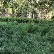 "Щях да изгубя сина си в тревите": Пловдивчанка сигнализира за обрасъл парк СНИМКА