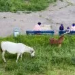 На една ръка разстояние: Конче и майка му похапват край столичани в Люлин ВИДЕО