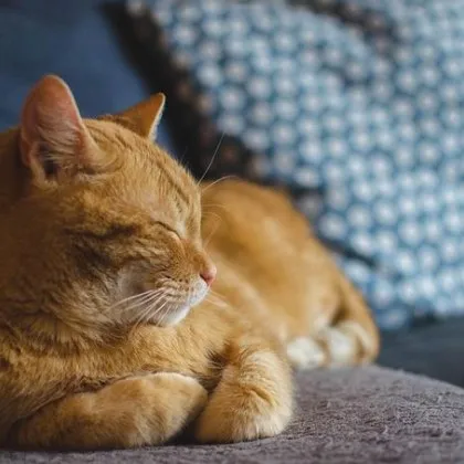 Садизъм в Пловдив! Поставят "вълчи капани", котки обикалят без крайници СНИМКИ