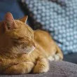 Садизъм в Пловдив! Поставят "вълчи капани", котки обикалят без крайници СНИМКИ