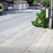 Но косъм от инцидент? Майка с дете и жена минаха под дърво, клон рухна след минута