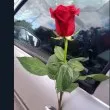Романтичен жест или нелепа грешка? Тайна ръка постави роза на кола в София СНИМКА