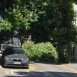 Ще се вземат ли мерки? Клон се стовари край детска градина в Пловдив