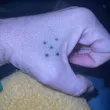 Какво е скритото значение на татуировката с пет точки