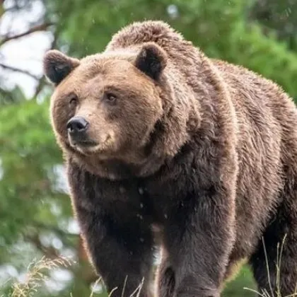 Мечките на Витоша и трагичният случай край &bdquo;Офелиите": какво е известно