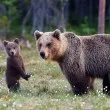 Експерт по диви животни за трагедията на Витоша: От години има данни, че там се срещат мечки