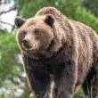 Мечките на Витоша и трагичният случай край &bdquo;Офелиите": какво е известно