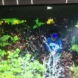 5-годишно момче оцеля три дни само в гора, обитавана от мечки