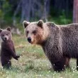 Кога да стоим и кога да бягаме за живота си: Важни съвети при среща с мечка