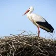 Щъркел падна в двор в Пловдив, семейство го спаси