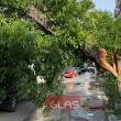 Дърво се прекърши и блокира ул. "Поп Манол" в Пловдив СНИМКИ