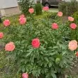 &bdquo;Лишиха всички от красота":  Откраднаха божури от софийска улица