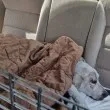 Търсят свидетели: възрастно бяло куче бе прегазено на "зебра" в Пловдив