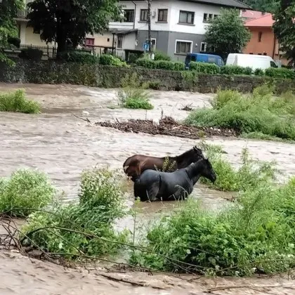 Коне попаднаха във воден капан, ще получат ли помощ СНИМКА