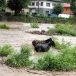 Коне попаднаха във воден капан, ще получат ли помощ СНИМКА