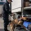 Великобритания праща още три митнически кучета в България