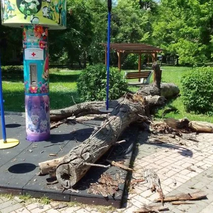 Дърво рухна на сантиметри от катерушка, дете било на люлката СНИМКИ