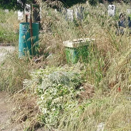 Обрасли гробове и изчезнали пътеки: пловдивчани бесни заради Рогошките гробища