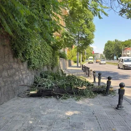 Клони блокираха тротоар насред Пловдив СНИМКА