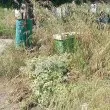 Обрасли гробове и изчезнали пътеки: пловдивчани бесни заради Рогошките гробища