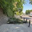 Клони блокираха тротоар насред Пловдив СНИМКА
