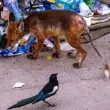 Кума Лиса в окаяно състояние обикаля из София СНИМКА