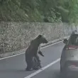 Мечка нападна българин в Румъния ВИДЕО