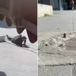 Опасен капан в Плевен: Метални отломки стърчат на тротоар, пешеходци се пребиват ежедневно ВИДЕО+СНИМКИ