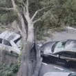 Огромно дърво рухна в Асеновград, има щети СНИМКИ