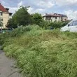 "Люлиновата джунгла": Тревата в Люлин е по-висока от жителите
