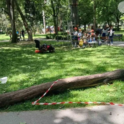 Дърво се стовари до деца по време на фестивал в Пловдив СНИМКИ