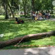 Дърво се стовари до деца по време на фестивал в Пловдив СНИМКИ